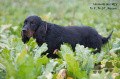 Pedigree UNIMARK DES RIEUX EN VALDAINE Pedigree UNIMARK DES RIEUX EN VALDAINE